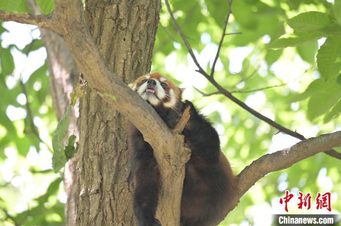 西安秦嶺野生動物園里的小熊貓?！∥靼睬貛X野生動物園供圖